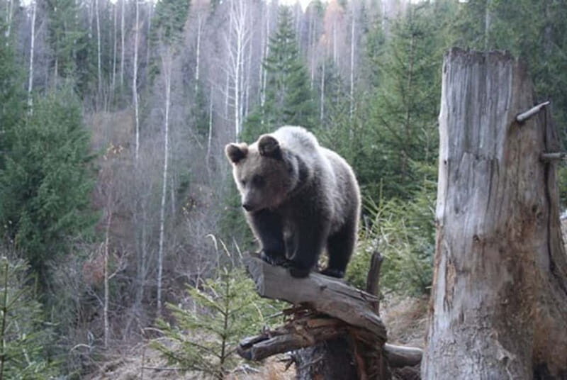 Brasov: Brown Bear & Wildlife Watching - Discover the Romanian Carpathians: A Wildlife Watching Tour from Brasov