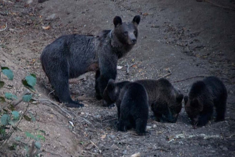 Brasov: Brown Bear & Wildlife Watching - Key Points