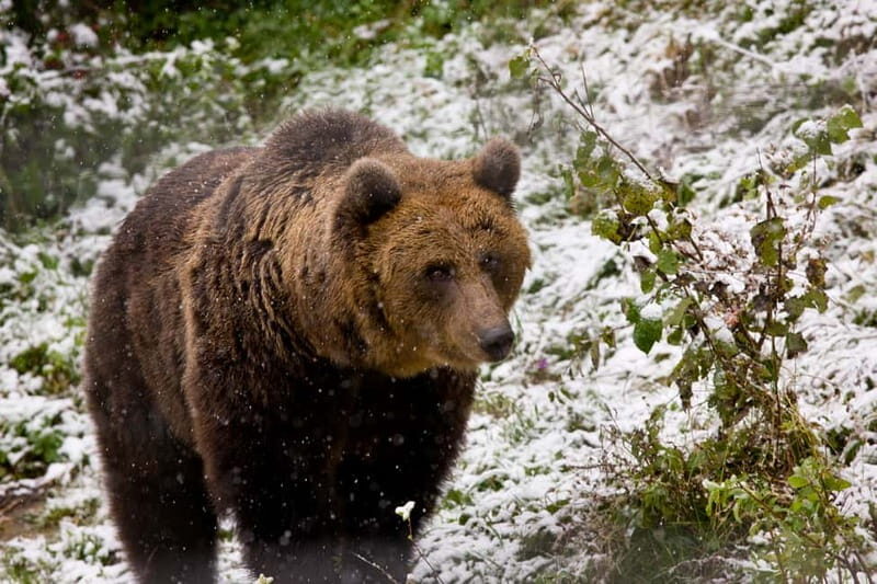 Brasov: Brown Bear & Wildlife Watching - Practical Details and Value