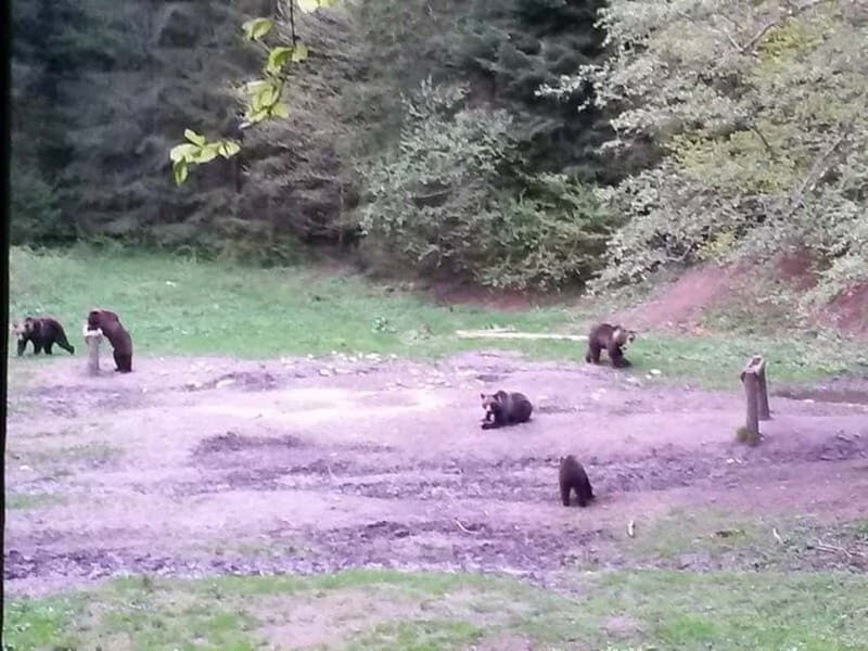 Brasov: Brown Bear & Wildlife Watching - Who Should Consider This Tour?