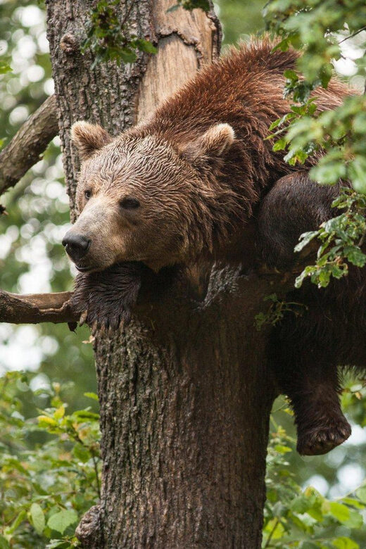Brasov: Libearty Bear Sanctuary - Brasov: Libearty Bear Sanctuary — An Up-Close Look at Romania’s Ethical Wildlife Refuge