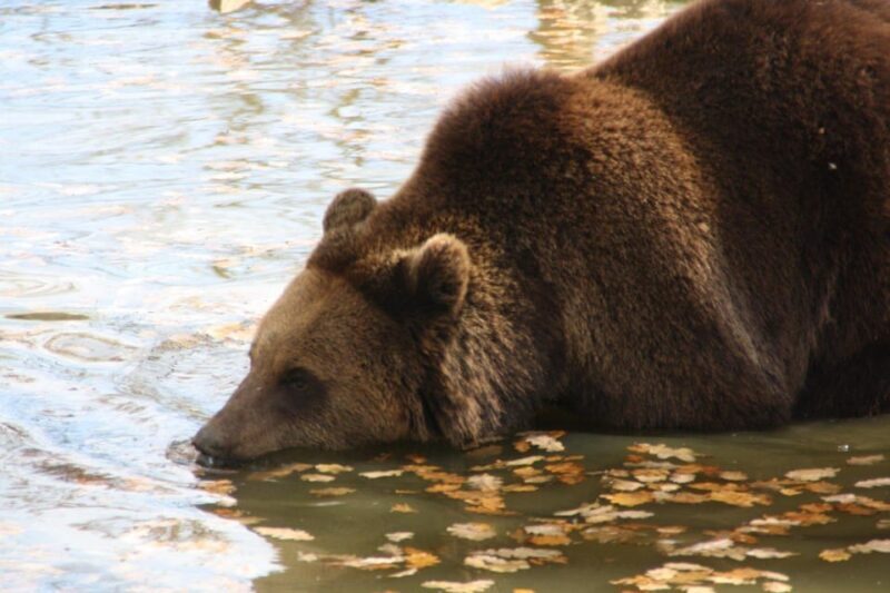 Brasov: Libearty Bear Sanctuary - FAQs
