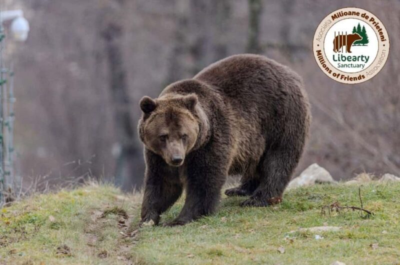 Brasov: Tour with Transfer Libearty Bear Sanctuary - Key Points