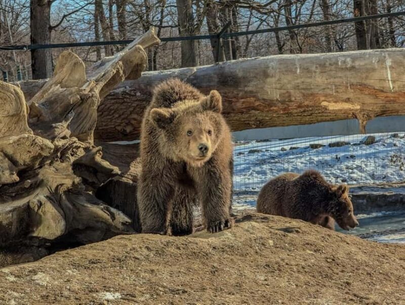 Brasov: Tour with Transfer Libearty Bear Sanctuary - A Deep Dive into the Experience