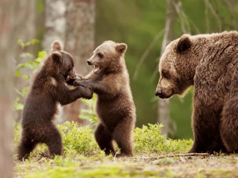 Brasov: Tour with Transfer Libearty Bear Sanctuary - Authenticity & Real Experiences
