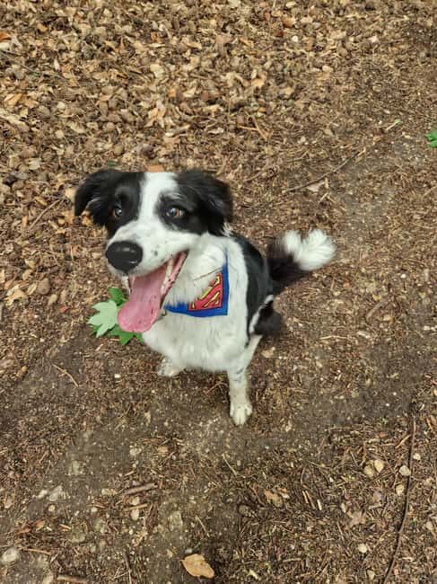 Brasov's Mountain Hike tour with Daisy - A Closer Look at Brasov’s Tampa Mountain Hike with Daisy