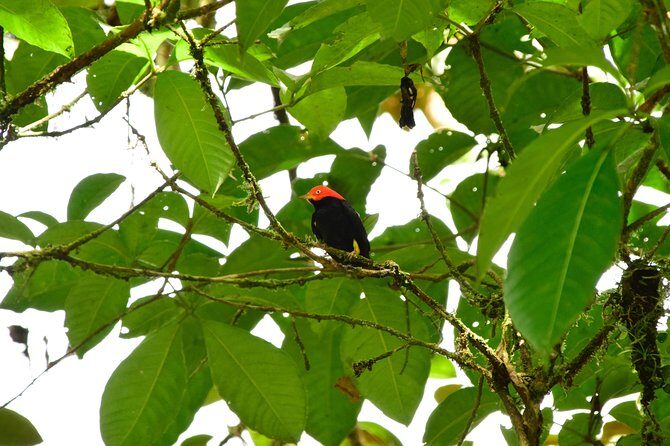 Braulio Carrillo Bird Watching Full Day Pass - Key Points