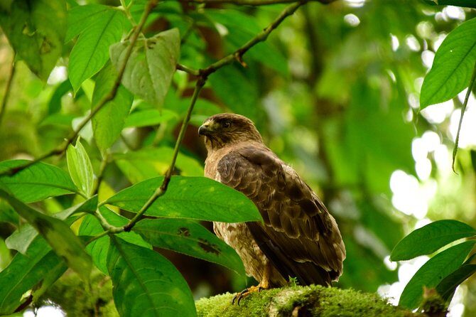 Braulio Carrillo Bird Watching Full Day Pass - Who Would Love This Tour?