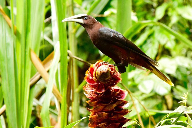 Braulio Carrillo Bird Watching Full Day Pass - FAQs