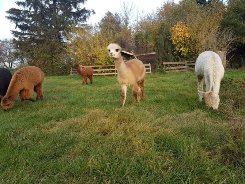Braunschweig: Alpaca Trekking Tour - A More Detailed Look at the Braunschweig Alpaca Trekking Experience