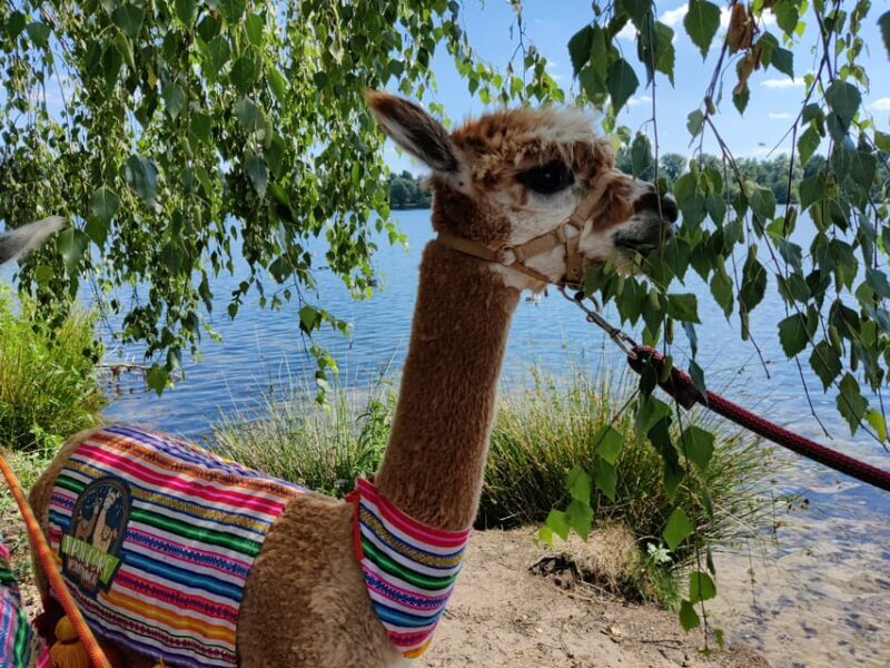 Braunschweig: Alpaca Trekking Tour - Why This Tour Offers Good Value