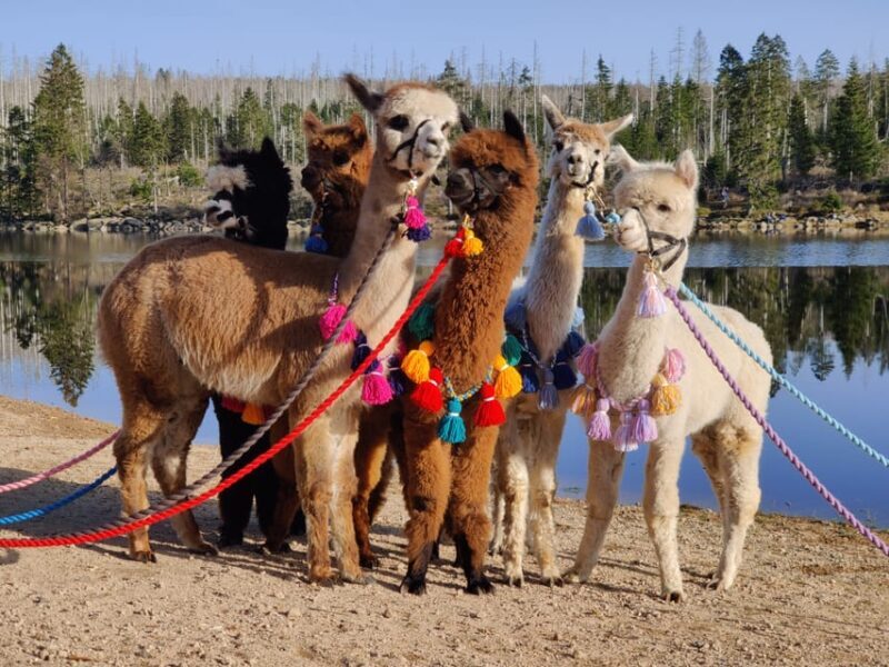 Braunschweig: Alpaca Trekking Tour - Who Should Consider This Tour?