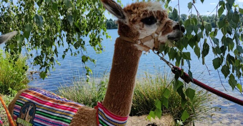 Braunschweig: Alpaca Trekking Tour - Frequently Asked Questions