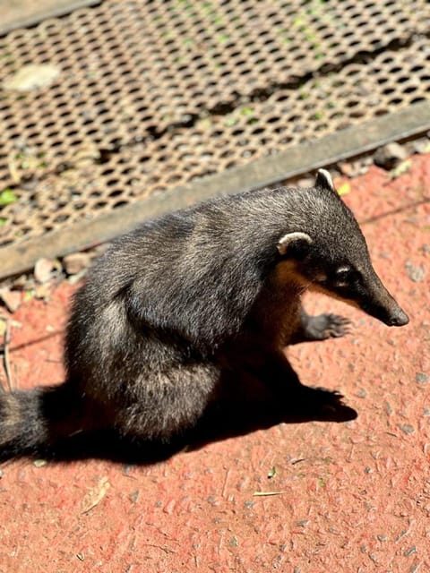 Brazilian Falls & Macuco Safari: transfer with ticket - Key Points