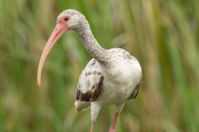 Brazos Bend Wildlife and Nature Tour - Potential Drawbacks to Consider