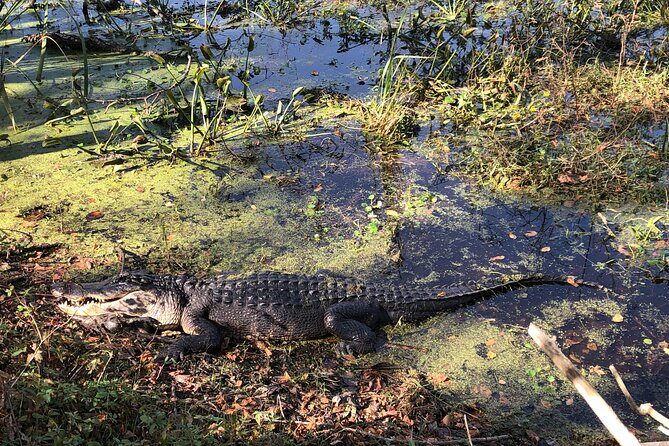 Brazos Bend Wildlife and Nature Tour - Who Will Benefit Most from This Tour?