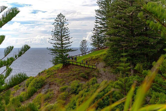 Breakfast Bushwalk in Norfolk Island - A Complete Look at the Norfolk Island Breakfast Bushwalk