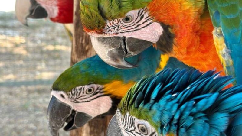 Breakfast with Parrots at Masseria mazzetta with wildlife park - An In-Depth Look at the Experience