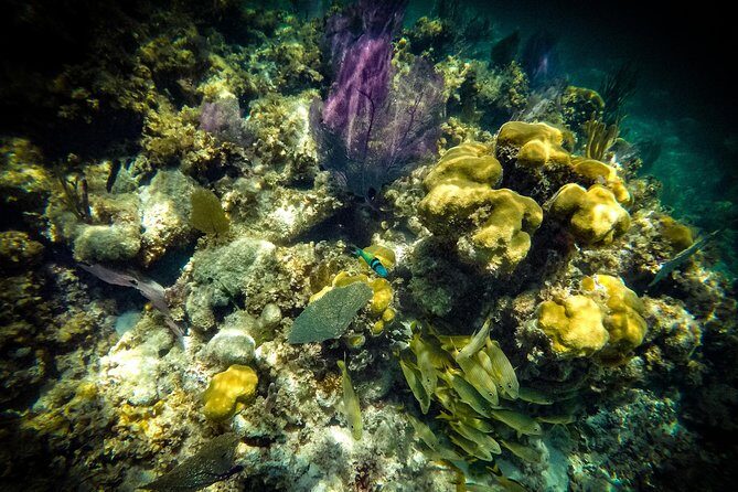 Breathtaking experience driving a speedboat in Cancun with Snorkeling included - Who will love this tour?