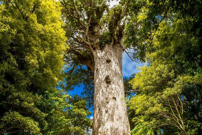Breathtaking Six Day Northland Tour Offered in English & German - Who Would Love This Tour?