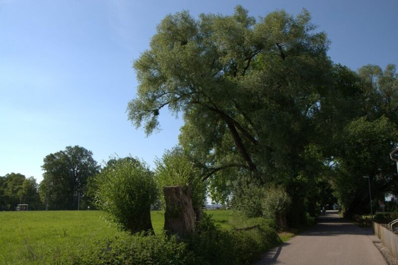 Bregenz - Historic Guided walking tour - Key Points