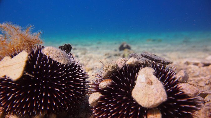BRELA Bikini Dive *Try SCUBA DIVING* - Why the Reviews Speak Volumes