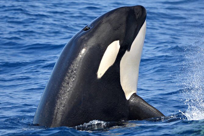 Bremer Bay Orca Experience - Setting Off from Bremer Bay – The Perfect Launchpad