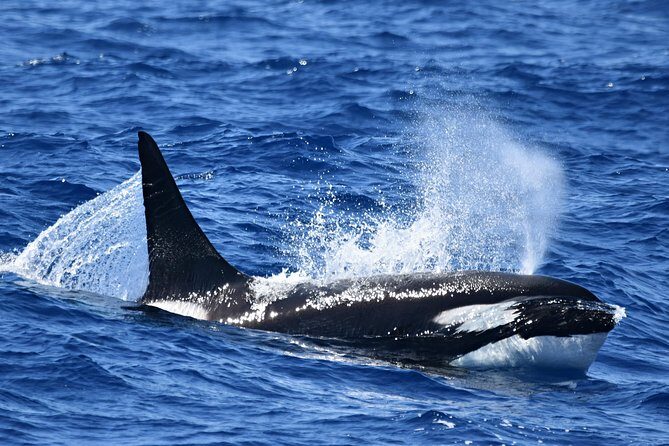 Bremer Bay Orca Experience - The Marine Life Haven – Bremer Canyon
