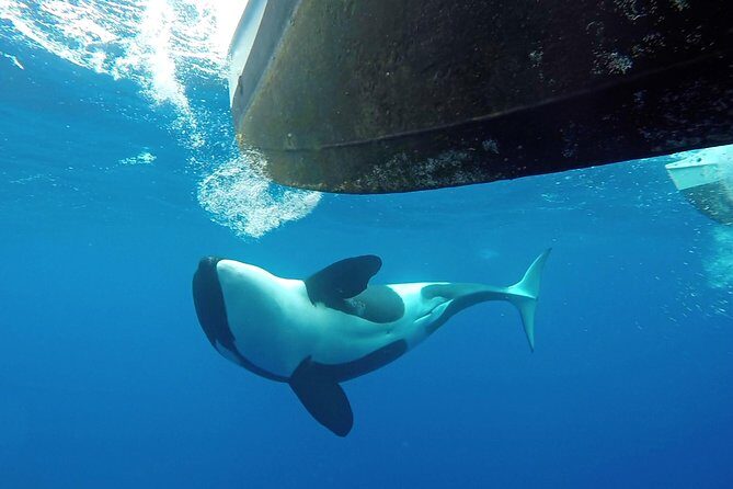Bremer Bay Orca Experience - Potential Drawbacks – A Weather-Dependent Adventure