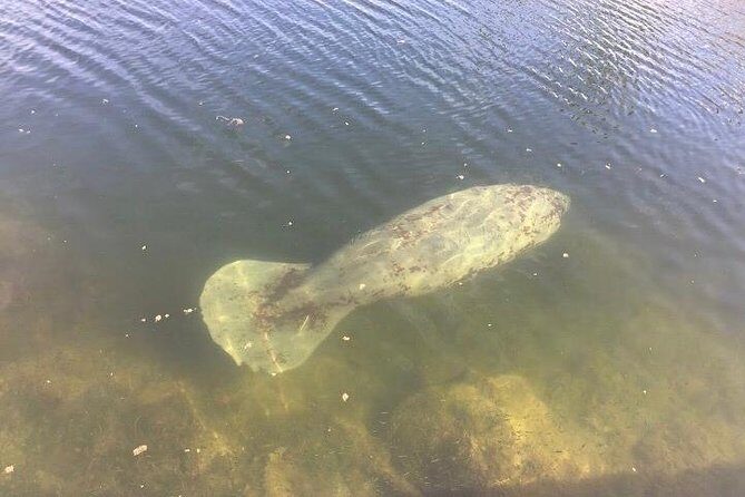 Brevard County Tours, dolphin and manatee tours in Palm Bay, FL - A Deep Dive into the Experience