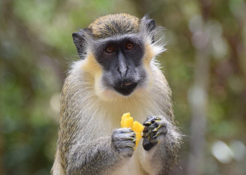 Bridgetown: Wildlife Reserve & Carlisle Bay Tour with Cruise - Final Thoughts