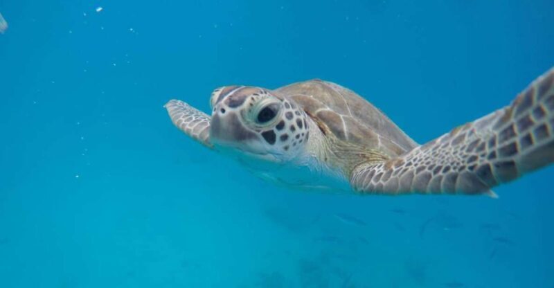 Bridgetown: Wildlife Reserve Tour and Carlisle Bay Cruise - Authentic Experiences and Honest Feedback