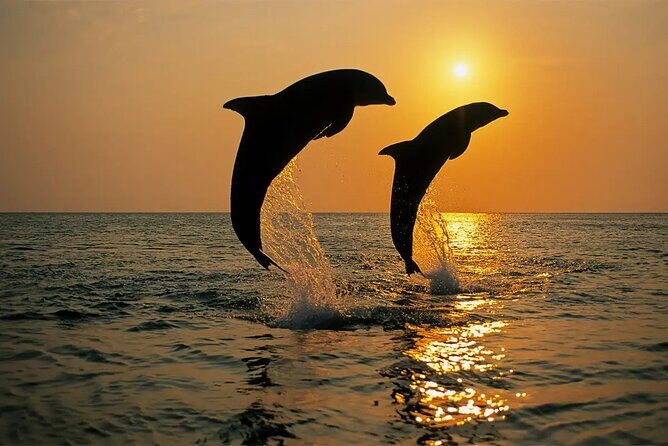 Brijuni Dolphin and Sunset Boat Tour from Pula - Key Points: