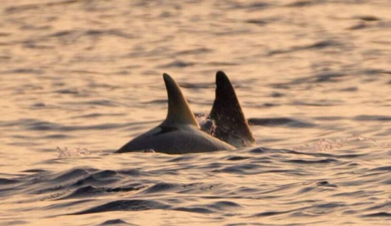 Brijuni Islands: Sunset & Dolphins private boat tour - Key Points