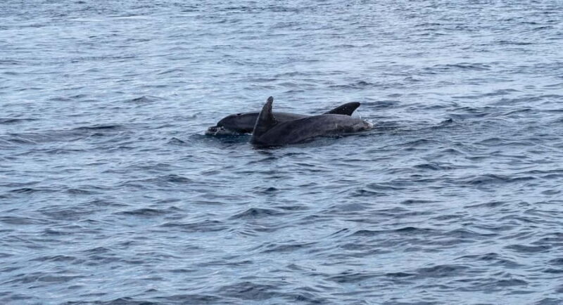 Brijuni Islands: Sunset & Dolphins private boat tour - Who Would Love This Tour?