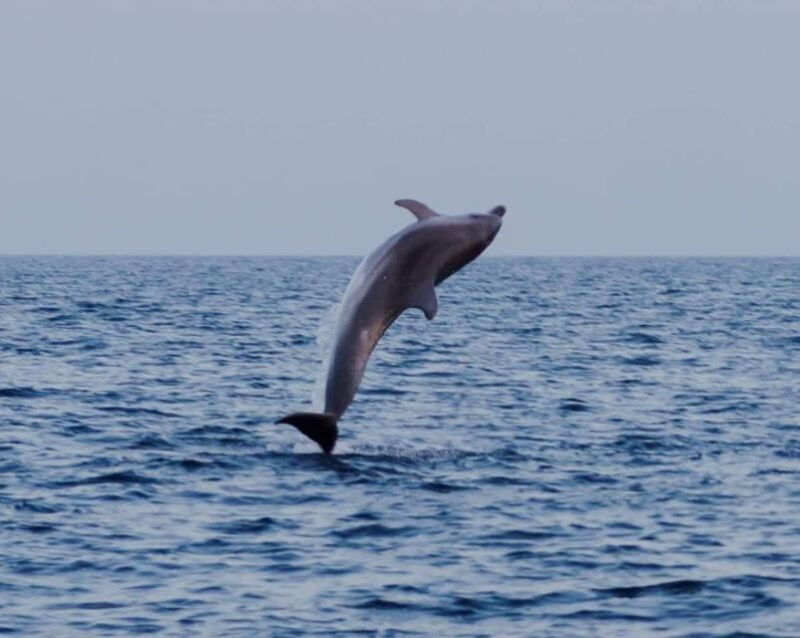 Brijuni Islands: Sunset & Dolphins private boat tour - FAQ
