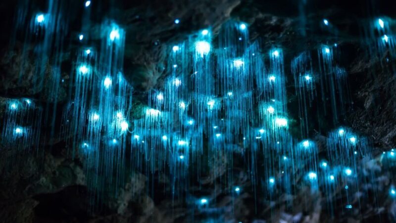 Brisbane: Daytime Glow Worm Caves Hop-on Hop-off Bus Tour - In-Depth Review of the Experience