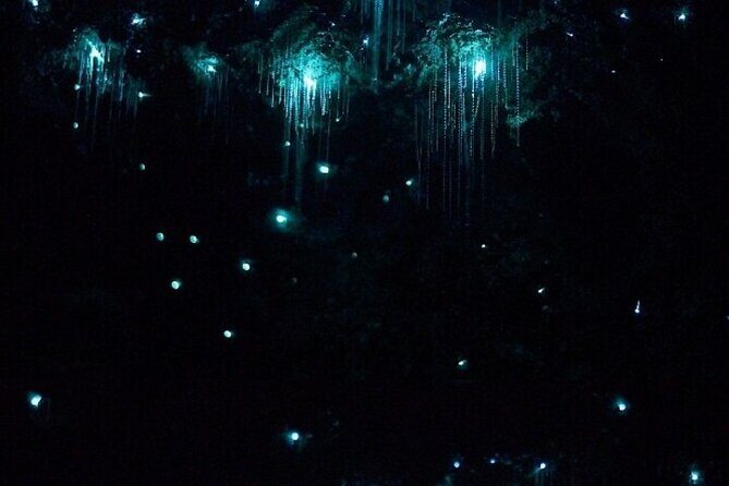 Brisbane: Glow Worms, Sunset, Telescope Stargazing & Dinner - Key Points