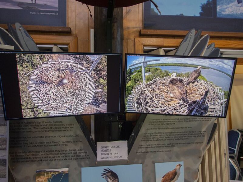 Brisbane: Kangaroos, Birds and Mangroves Coastal Tour - An In-Depth Look at the Brisbane Coastal Tour