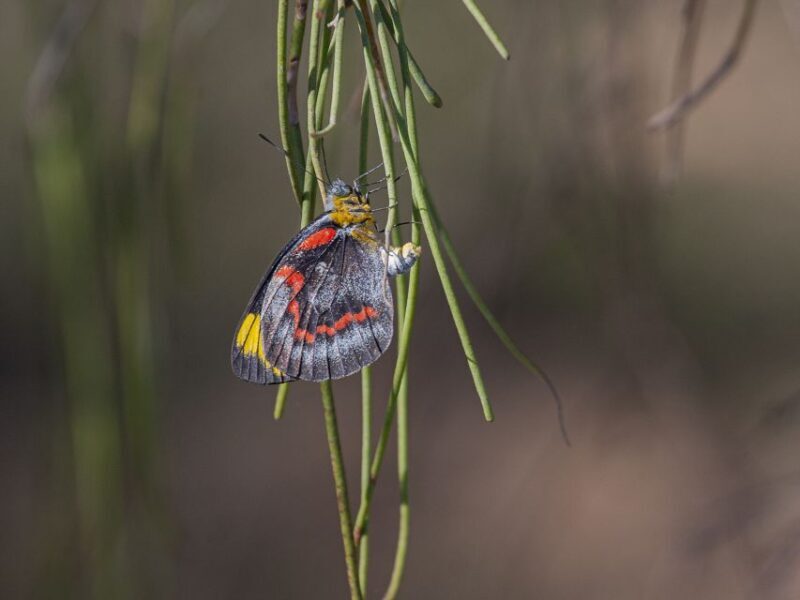 Brisbane: Kangaroos, Birds and Mangroves Coastal Tour - Who Will Love This Tour?