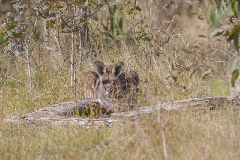 Brisbane: Kangaroos, Birds and Mangroves Coastal Tour - FAQs