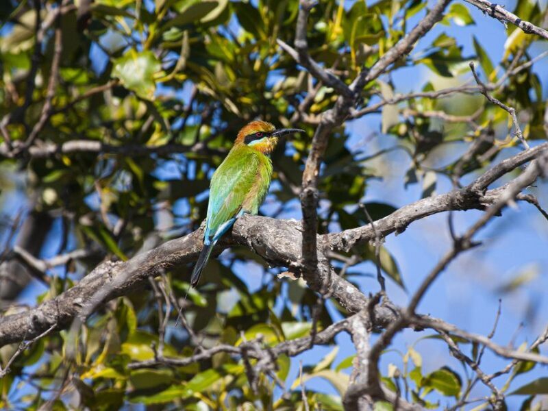 Brisbane: Kangaroos, Birds and Mangroves Coastal Tour - Final Thoughts