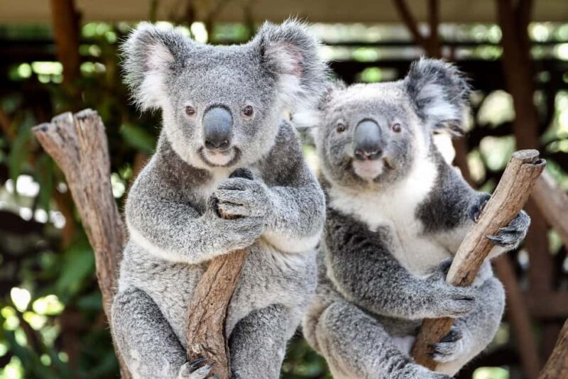 Brisbane: Lone Pine Koala Sanctuary Day Pass - Experience the Wonders of Australian Wildlife at Lone Pine Koala Sanctuary