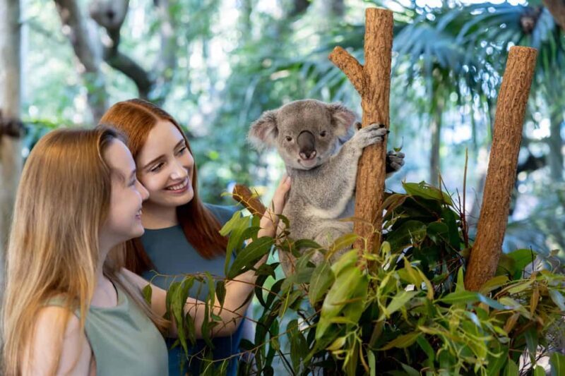 Brisbane: Lone Pine Koala Sanctuary Day Pass - FAQs