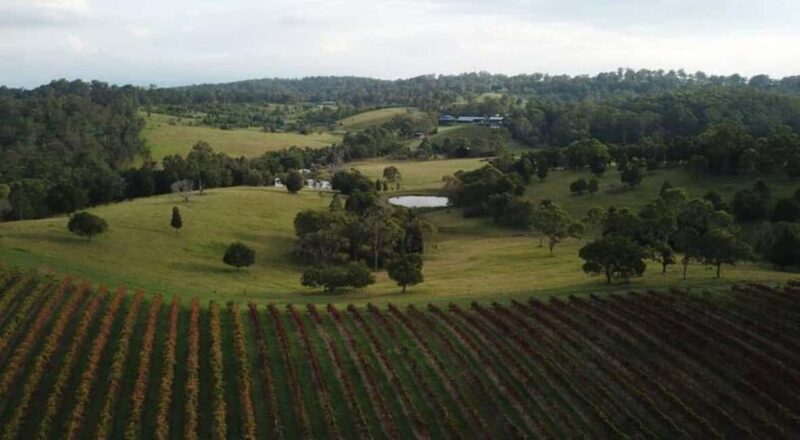 Brisbane: Picnic in the Vines - The Value of This Experience