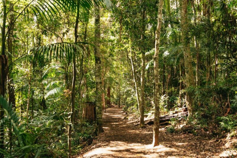 Brisbane: Rainforests, Waterfalls and Glow Worm Cave Tour - Return via Hinze Dam and Wildlife Spotting