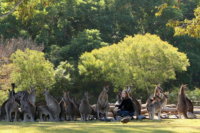 Brisbane River Cruise with entry to Lone Pine Koala Sanctuary - Discover Brisbane’s Unique Wildlife and Scenic Views on a River Cruise to Lone Pine Koala Sanctuary