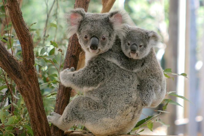 Brisbane River Cruise with entry to Lone Pine Koala Sanctuary - An In-Depth Look at the Brisbane River Cruise with Lone Pine Koala Sanctuary