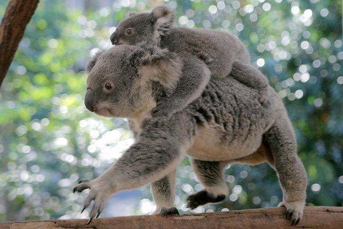Brisbane River Cruise with entry to Lone Pine Koala Sanctuary - Final Thoughts