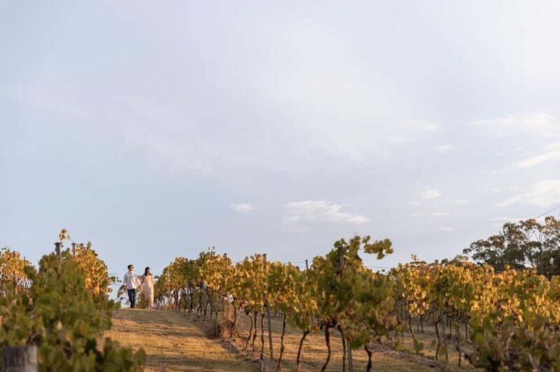 Brisbane: Sirromet Winery Tour with Tasting & 2-Course Lunch - The Breakdown: What Makes This Tour Stand Out